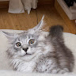 Meet your Posher, Yiming